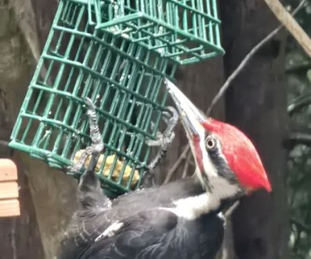 Port Susan Camping Club Administration