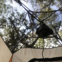 Texas Conference of Clubs ico