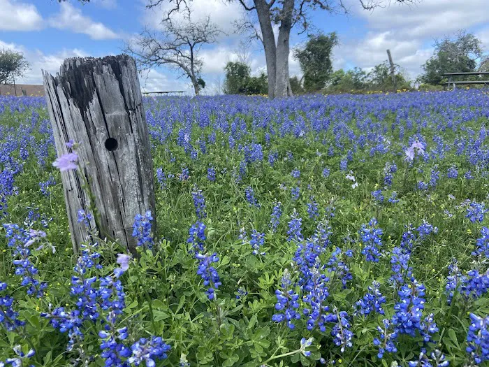 Somerville State Park Birch Creek Picture 8