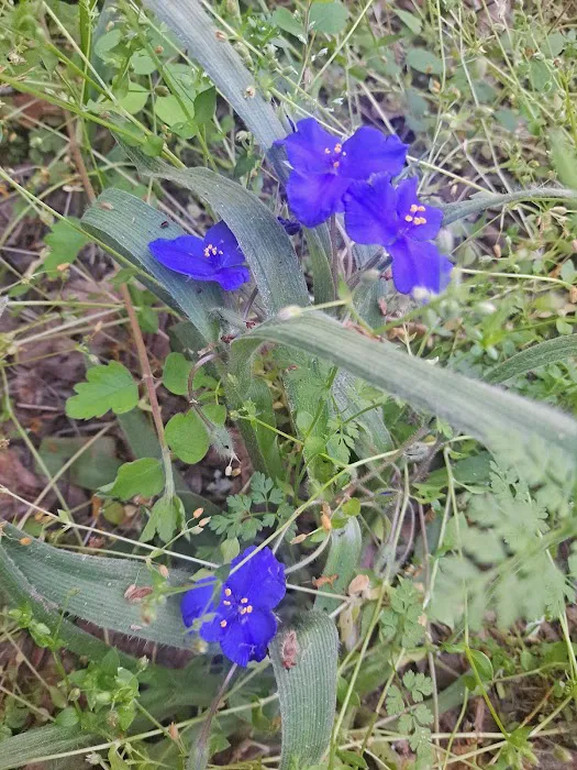 Somerville State Park Birch Creek Picture 10