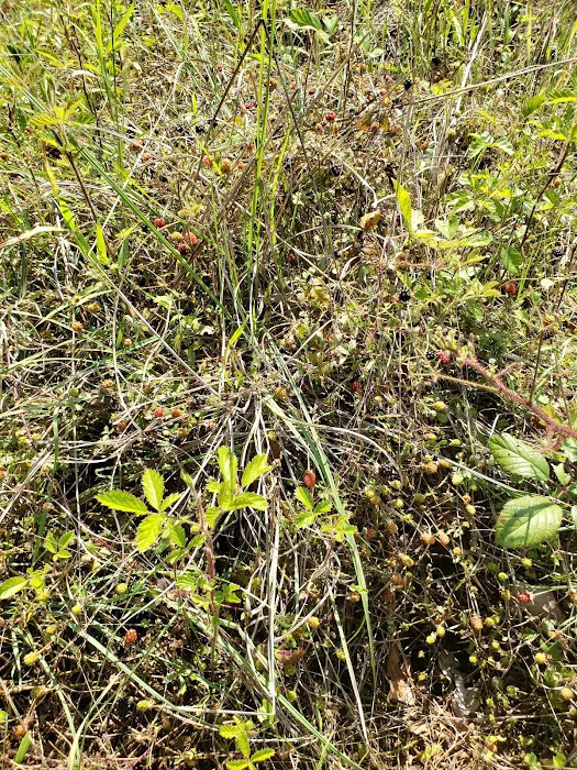 Group Camping Area Picture 1