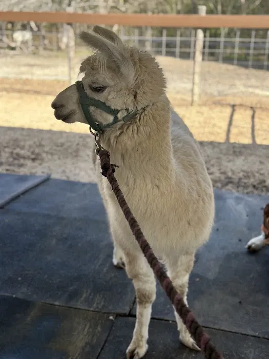 Camp For All Picture 9