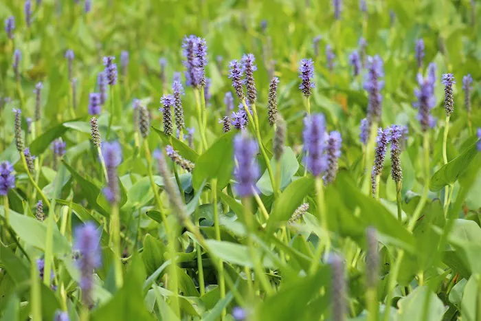 Back Bay Campground & Cottages Picture 2