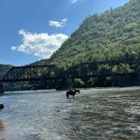 Gibson Girls Horse Hotel, LLC ico