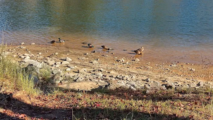 Wind Creek State Park Equestrian Campground Picture 1