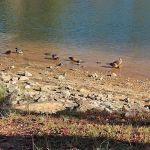 Wind Creek State Park Equestrian Campground