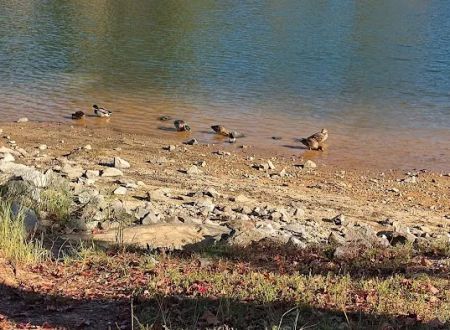 Wind Creek State Park Equestrian Campground