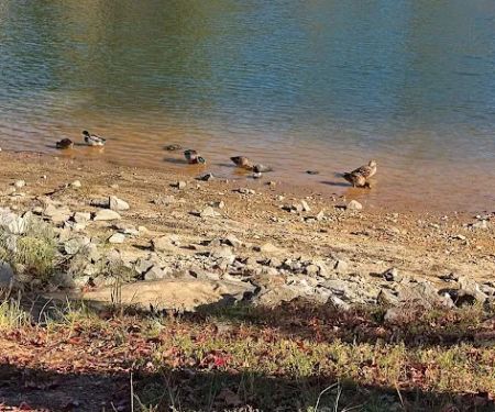Wind Creek State Park Equestrian Campground