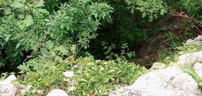 Vandeventer Shelter Picture 5