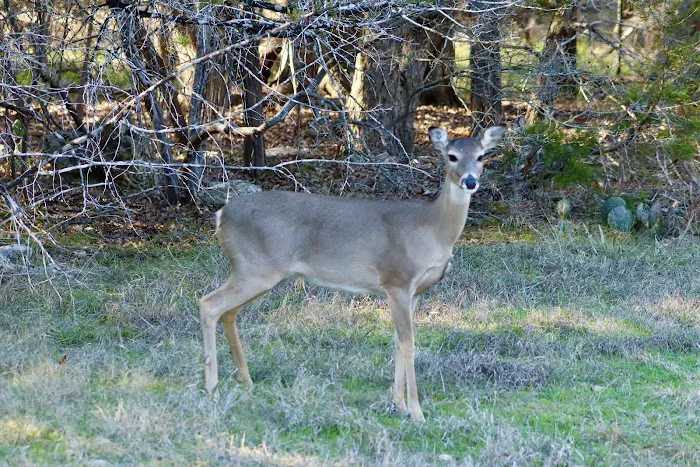 Cedar Ridge Picture 4