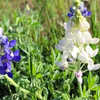 Nopali Gorge Ranch ico