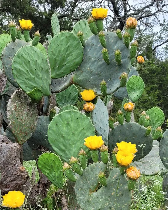 Nopali Gorge Ranch Picture 3