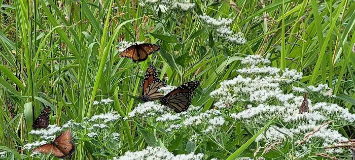Nopali Gorge Ranch Picture 8