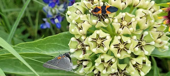 Nopali Gorge Ranch Picture 10