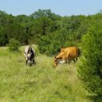 Boys & Girls Club Parrie Haynes Ranch