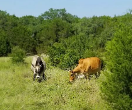 Boys & Girls Club Parrie Haynes Ranch