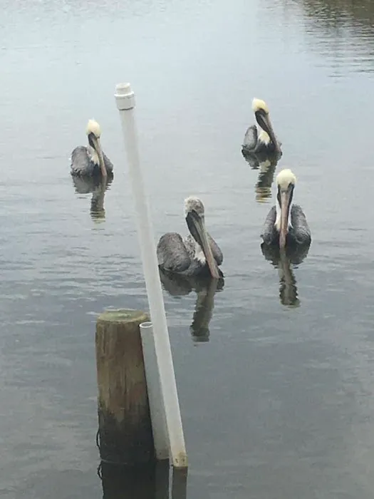 Leeville RV Park Picture 7