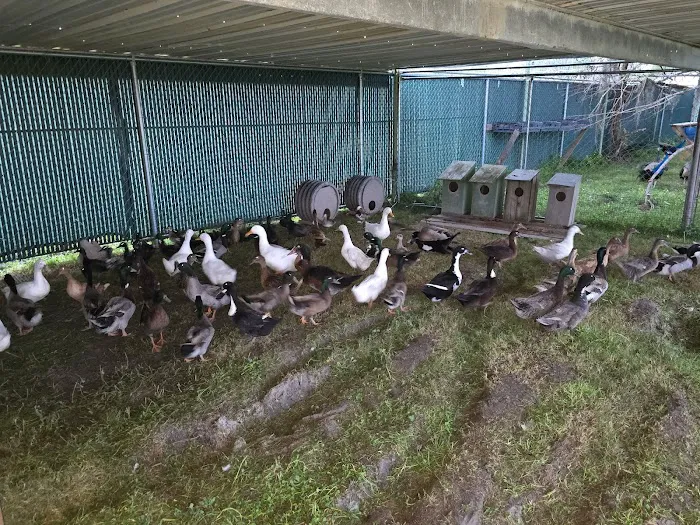 Lagniappe RV Park Picture 3