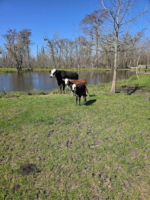 Lagniappe RV Park Picture 4