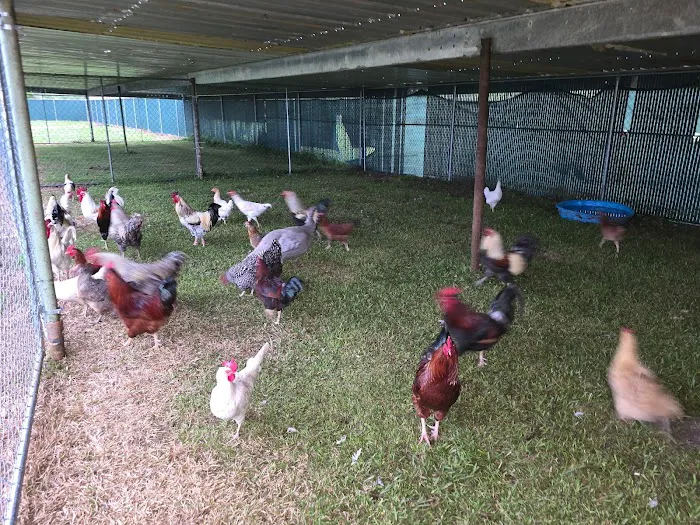 Lagniappe RV Park Picture 5