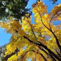 American Heritage Retirement Community ico