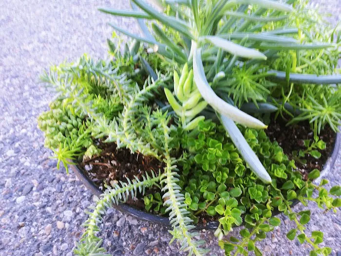 Sandee Village Mobile Home Park Picture 8