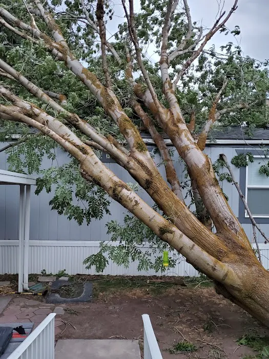 Cottonwood Picture 1