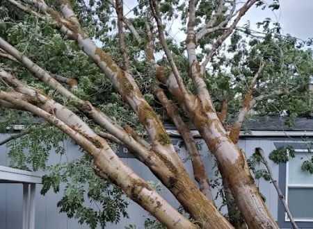Cottonwood