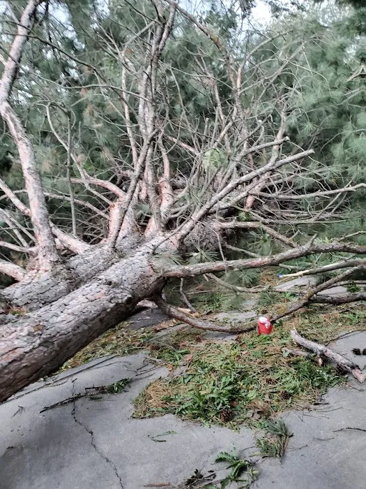 Cottonwood Picture 5