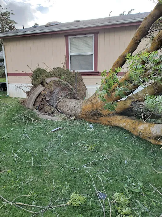 Cottonwood Picture 8