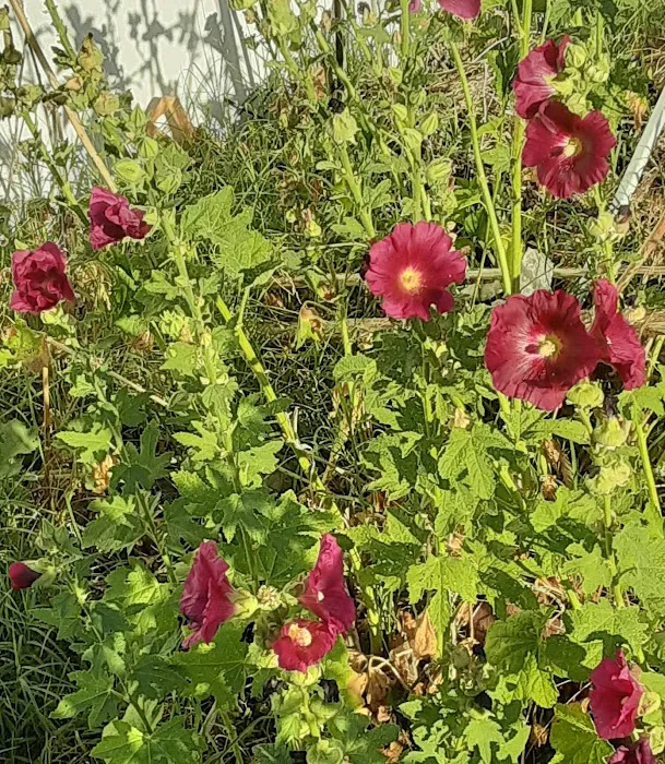 Monte Vista Mobile Home Park Picture 9