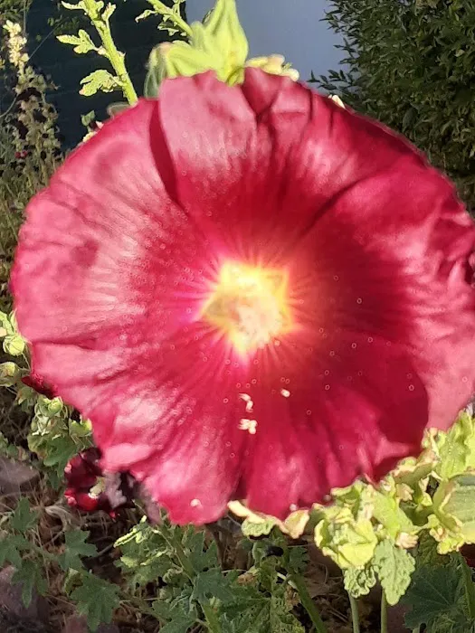 Monte Vista Mobile Home Park Picture 5