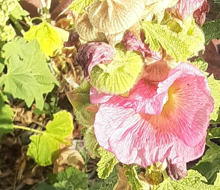 Monte Vista Mobile Home Park Picture 6