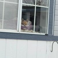 Country Meadows Community ico