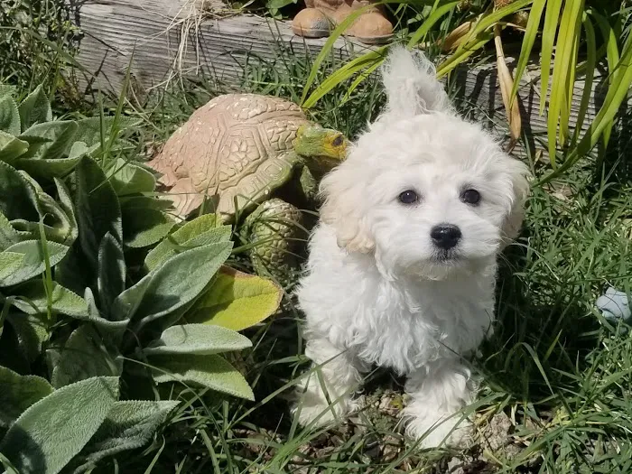 Country Meadows Community Picture 3