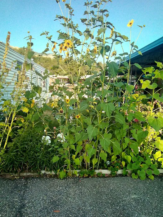 Big Horn 55+ Senior Community Picture 4