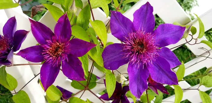 Westwood Village Picture 10