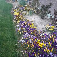 Wasatch View Estates ico