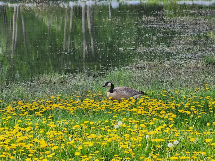 Creekside RV Park Picture 6