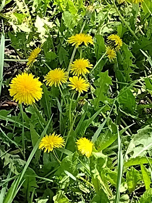 Creekside RV Park Picture 9