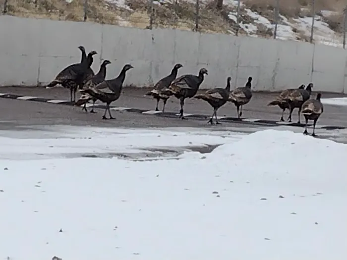 The Flamingo Picture 10