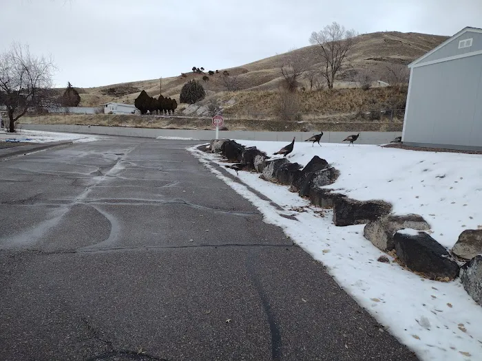 The Flamingo Picture 8