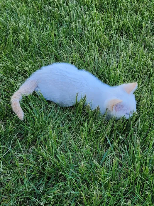 Eastern Idaho State fair RV park Picture 9