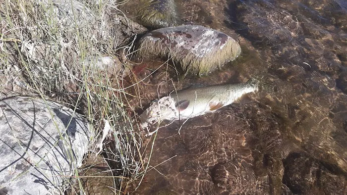 Heron's Nest RV Park & Camp Picture 7