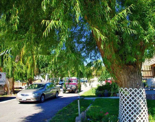 Shady Lane RV Park Picture 4