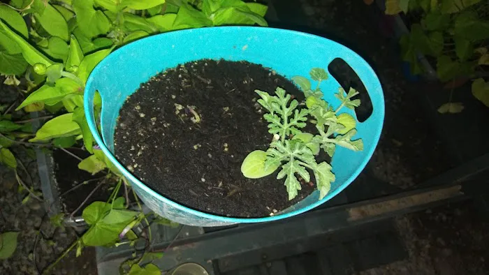 RV Ranch at Grand Junction Picture 5