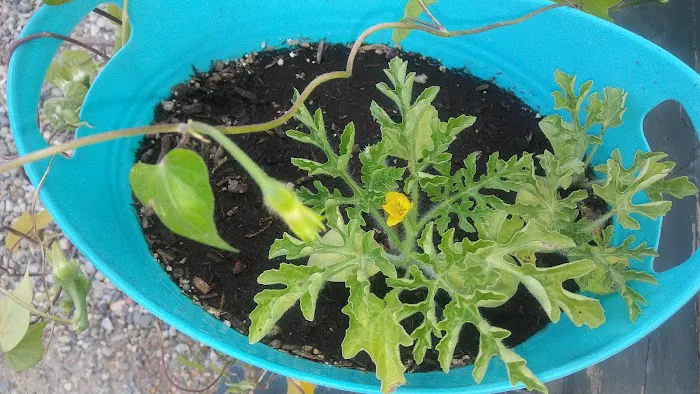 RV Ranch at Grand Junction Picture 2