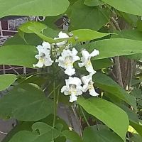 Parkwood Estates ico