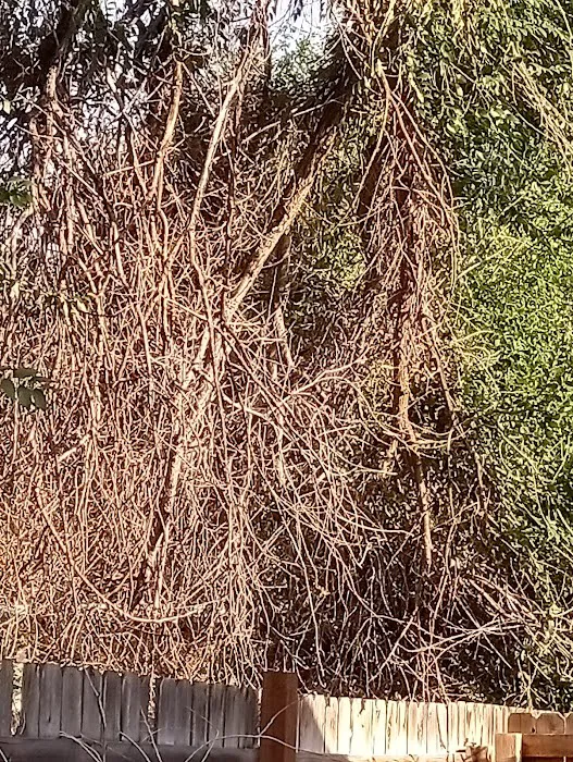 Grand Rivers Mobile Home Park Picture 7