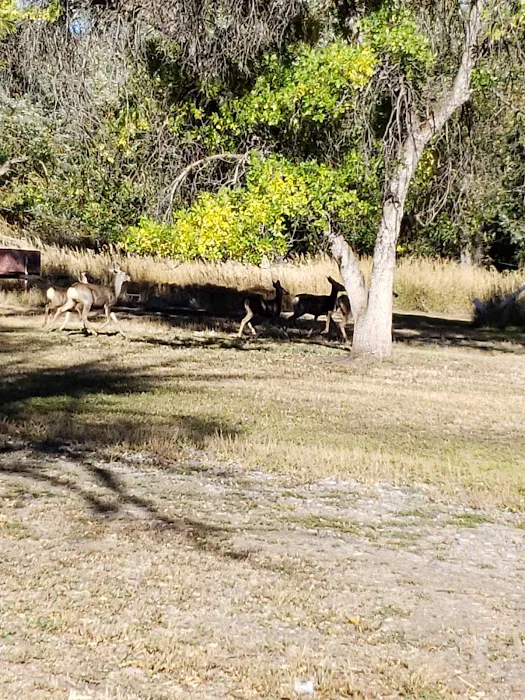 Shady Creek RV Park Picture 3